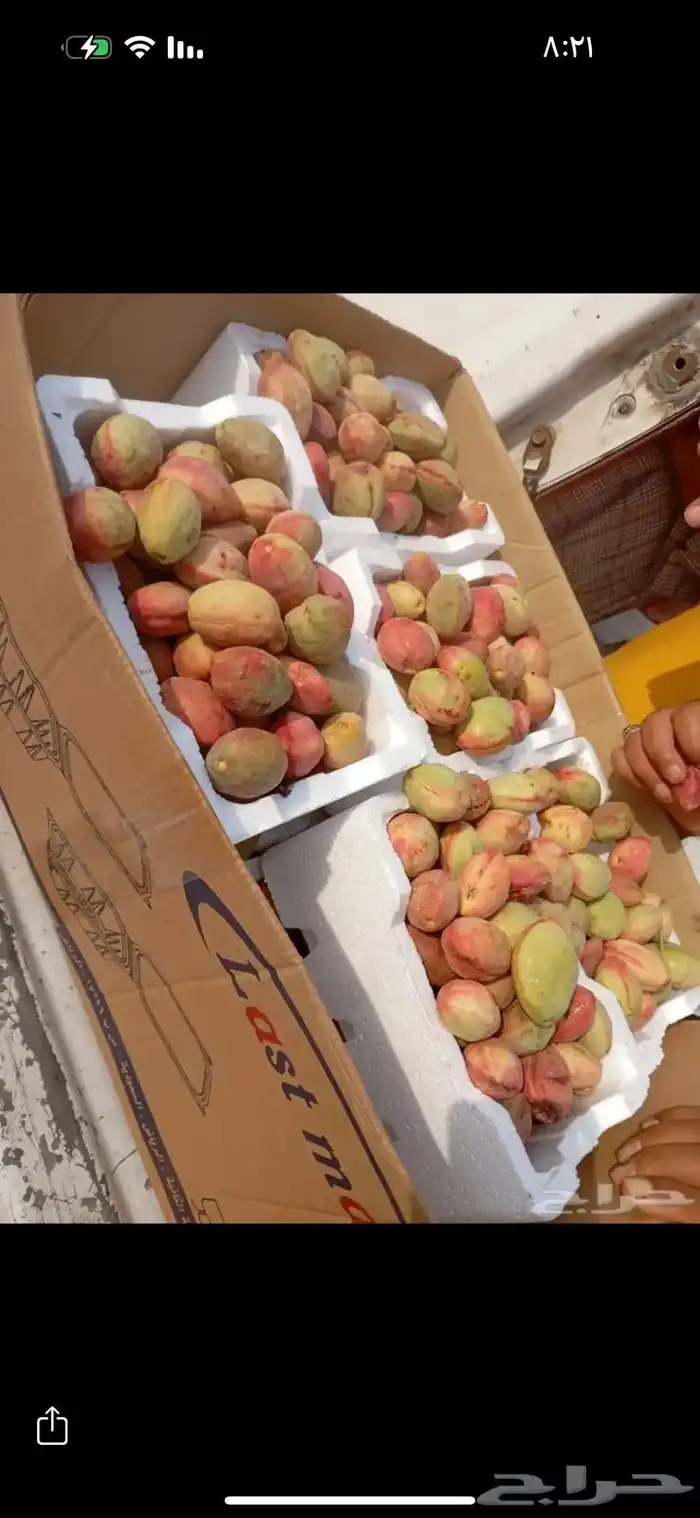 لوز بجلي بيذام 4