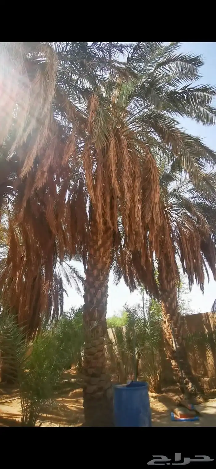 يتوفر نخل عربي ووشنطني جميع المقاسات لدينا 8