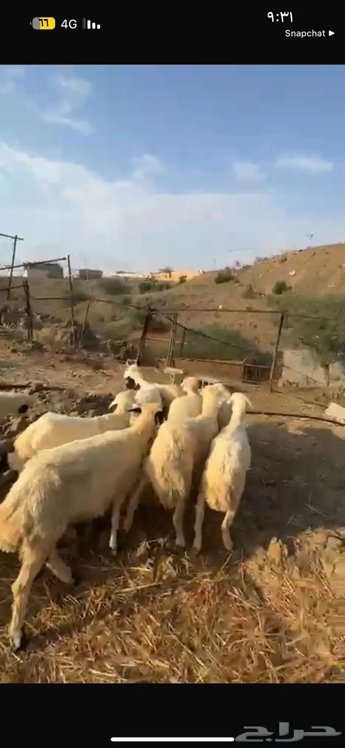 رخال تربيه محايل عسير 2