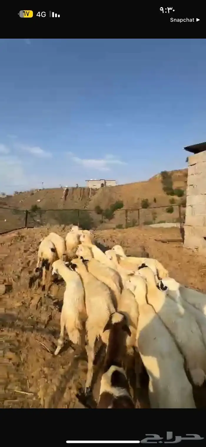 رخال تربيه محايل عسير 1