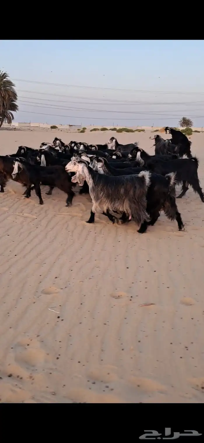 للبيع معزا عوارض خصم 26بالفحل 2