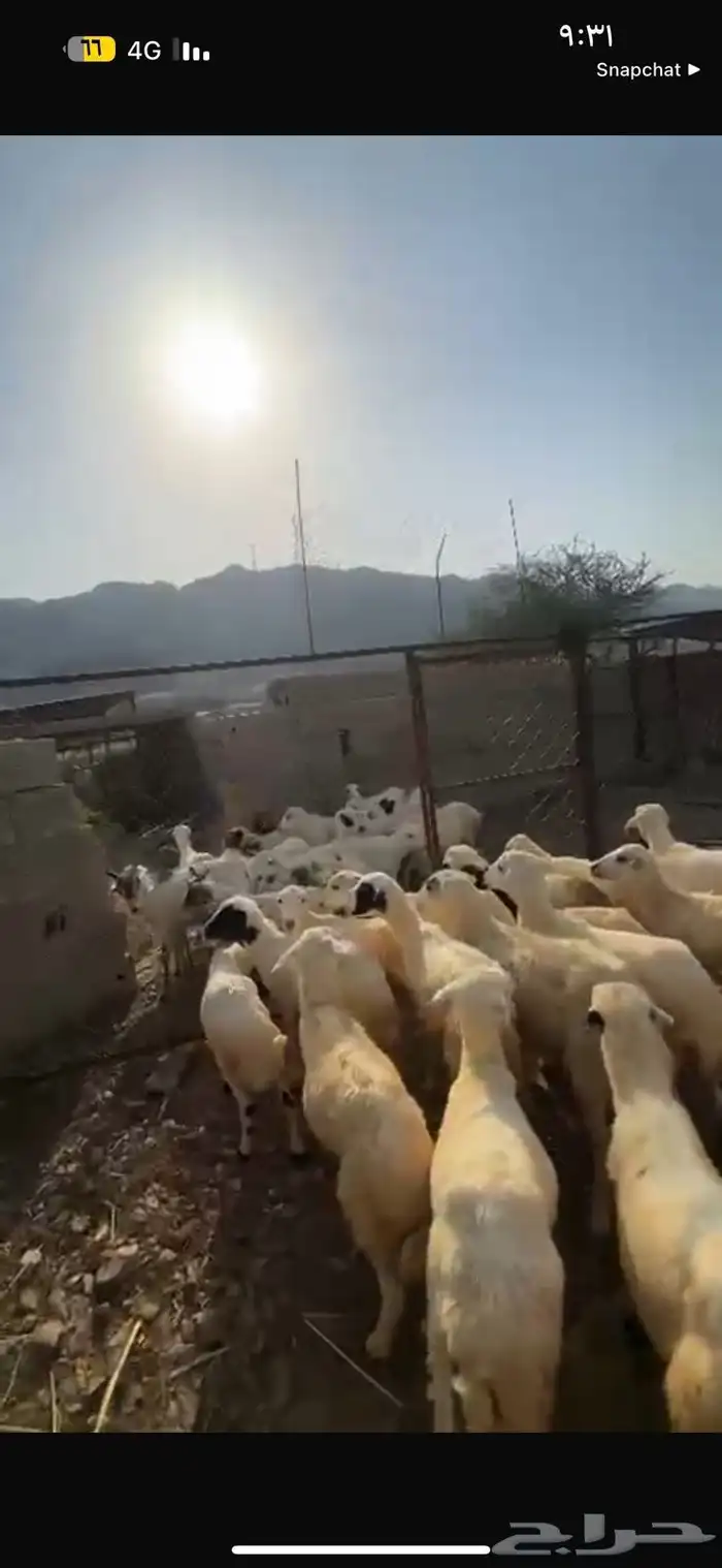 رخال تربيه محايل عسير 0