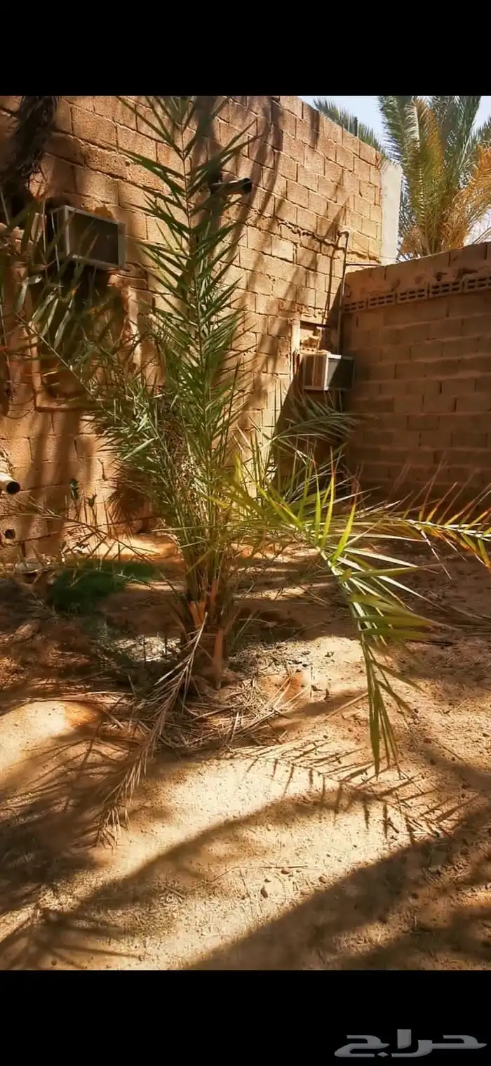 يتوفر نخل عربي ووشنطني جميع المقاسات لدينا 5