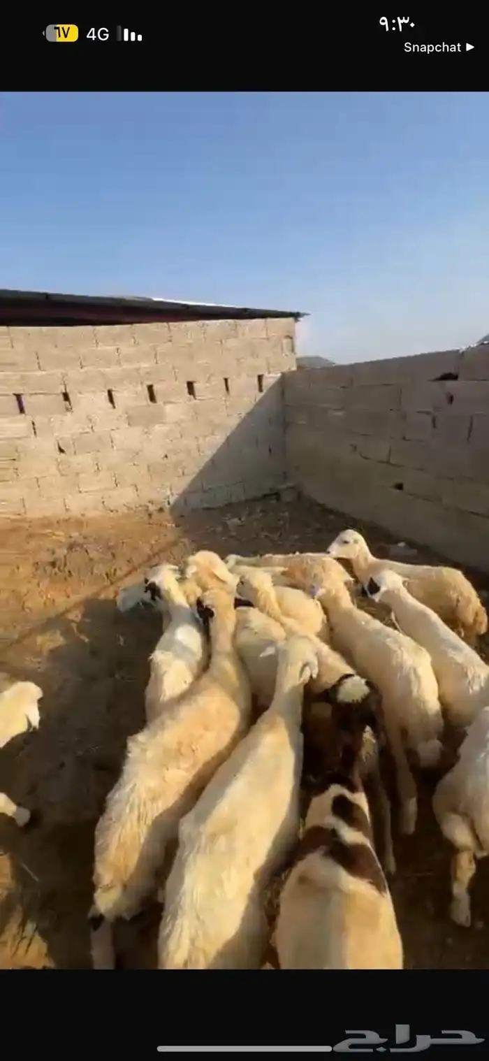 رخال تربيه محايل عسير 3