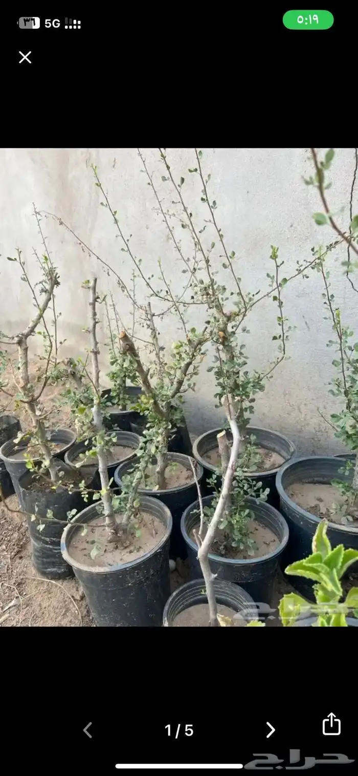 شتلات زينه ومثمره يابلاش 5