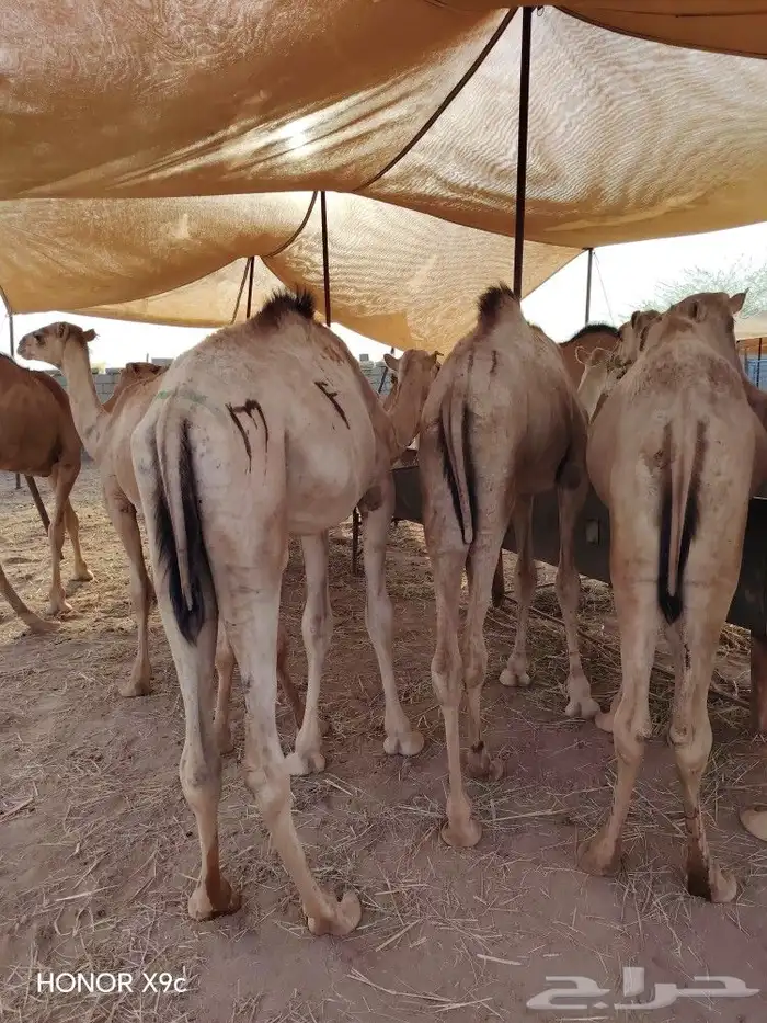 قعدان حاشي صومالي لحم مضمون وجودة عالية 4