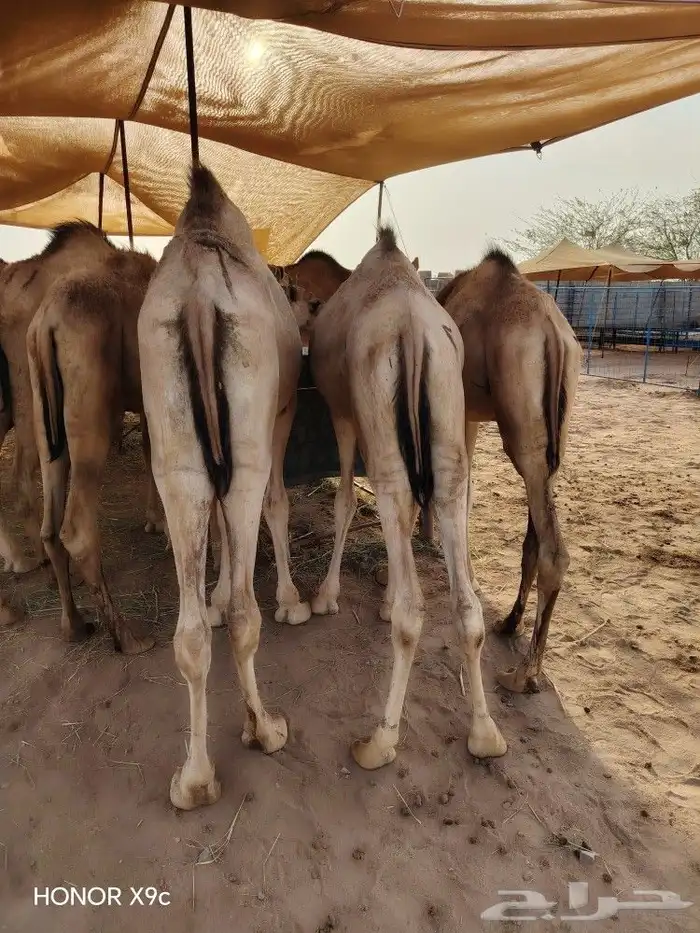 قعدان صوماليين لحم مضمون 2800 3