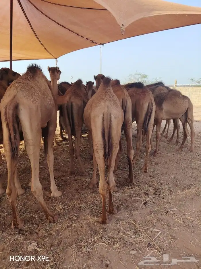 قعدان صومالي 2800 تفريد 1