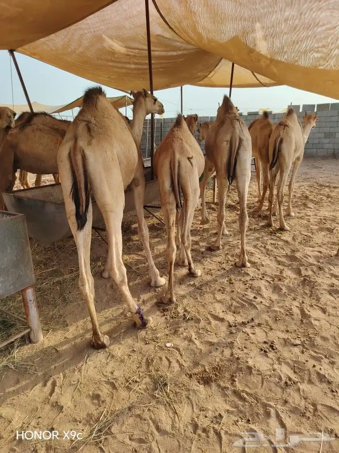 قعدان صوماليين لحم مضمون 2800 4