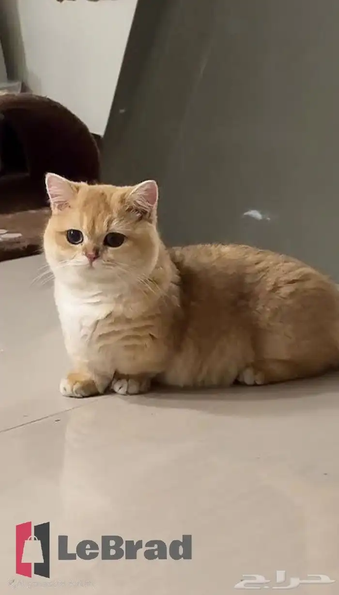 انتاج قريب قطط منشكن ابسولو NY11 نوادر (الاباء ليس للبيع) 0