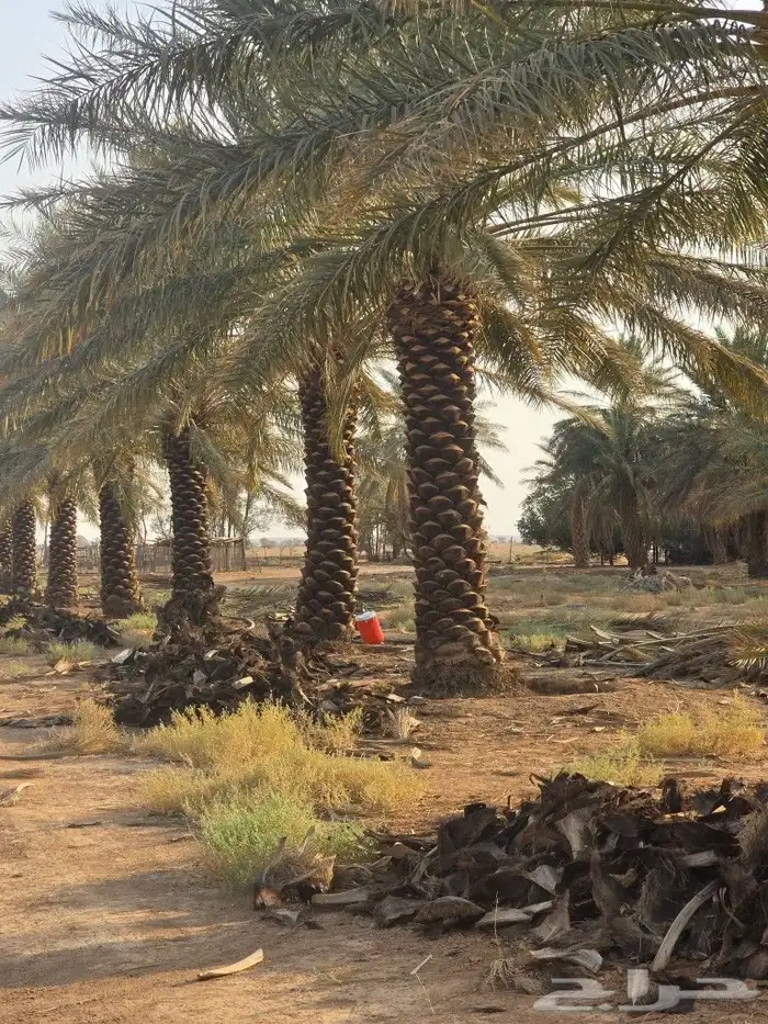 يوجد لدينا جميع انواع النخيل وجميع المقسات المختلفه 0