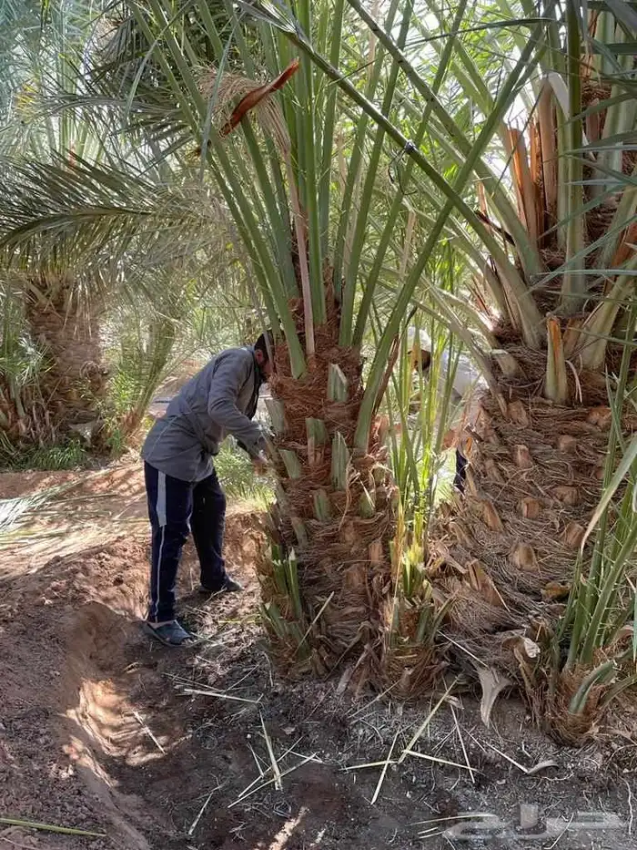 نخل مثمرة اخلاص برحي سكري صقعي مجدول برحي هلالي شيشي عجوه رو 4