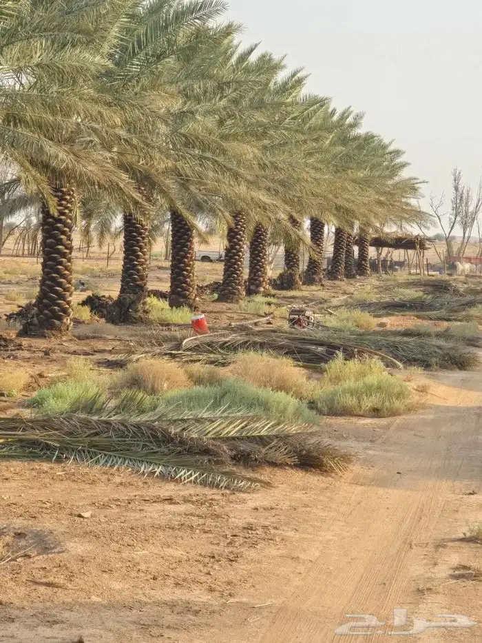 يوجد لدينا جميع انواع النخيل وجميع المقسات المختلفه 1