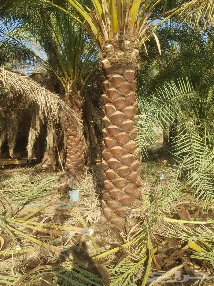 يوجد لدينا جميع انواع النخيل وجميع المقسات المختلفه 2