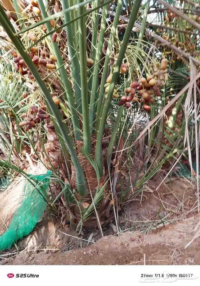 صقعي احمر شبيبي 2