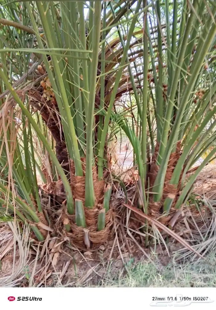 صقعي احمر شبيبي 3