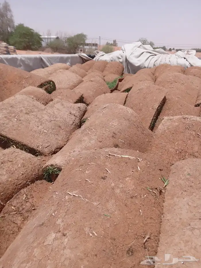 تنسيق حدائق الرياض وزراعة الثيل الطبيعي وتركيب العشب الصناعي 3