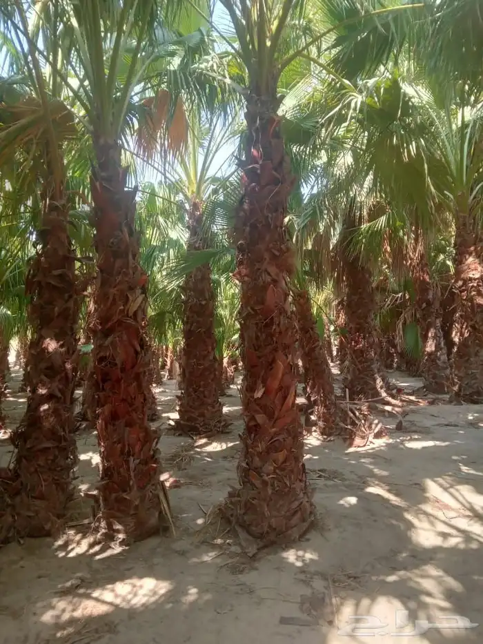 مصطفى بيع جميع انواع النخل البلد واشنطن والعشب الطبيعي والصن 6