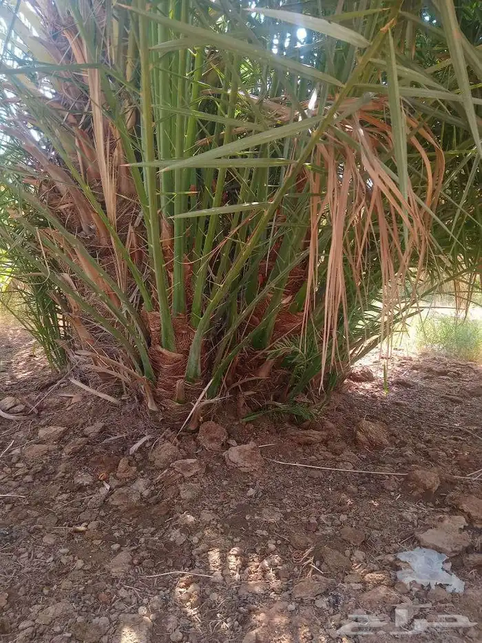 نخل للبيع القصيم وتركيب الشبوك 2