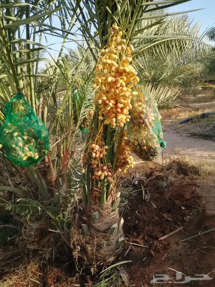 يوجد لدينا فسايل مثمره جميع انواع النخيل 6