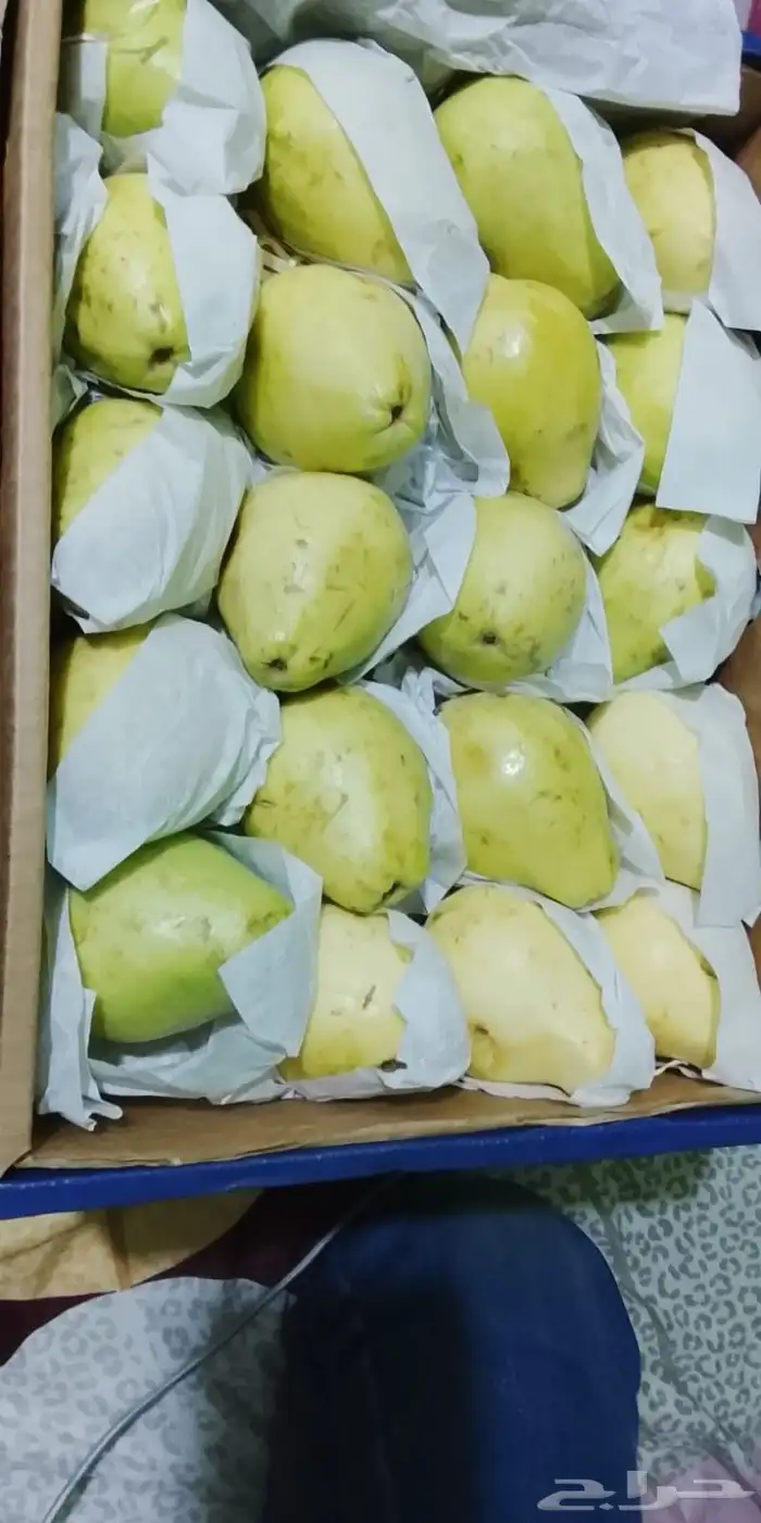 مانجه اسمعلاوي وجوافه قشطة 3