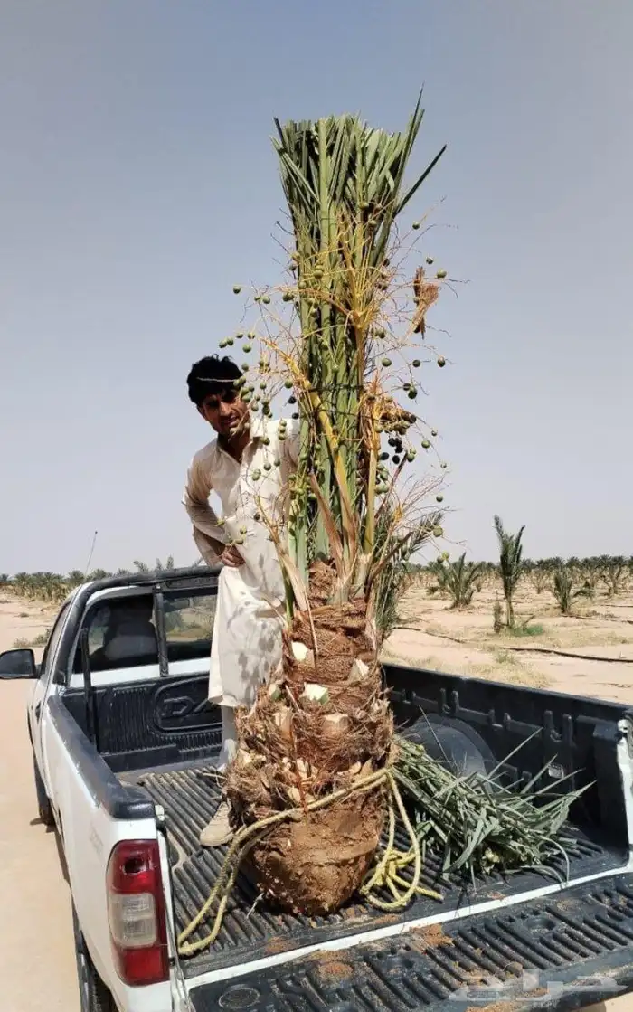 نخل واشنطني مترين ثلاثه متر اربعه متر نخيل عربي مثمر منوع 9