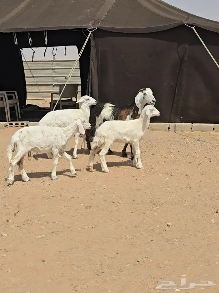 عنزين ويتبعها طليان 8