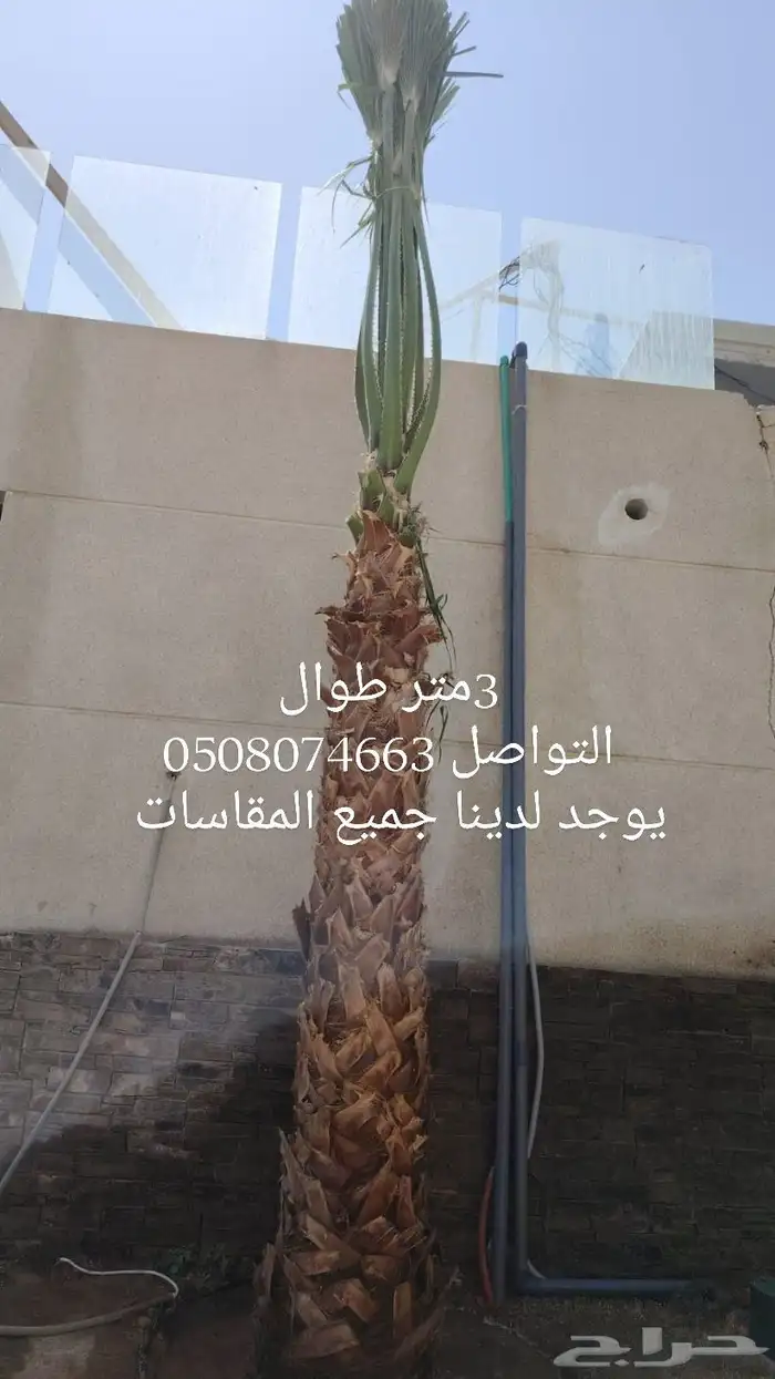 يوجد لدينا جميع انواع انخيل عربي وشنطني وقسم الشبوك المزرع 3
