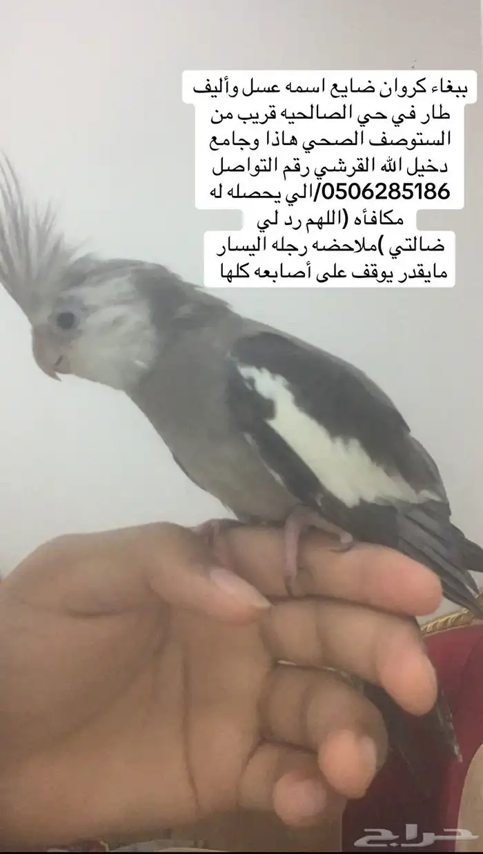 كروان وايت فيس 0