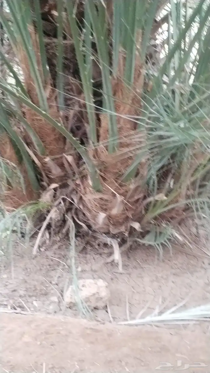 نخل ودي للبيع جميع انواع انخيل العربي 1