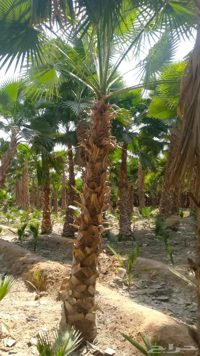 نخيل واشنطن زينه لبيع 5