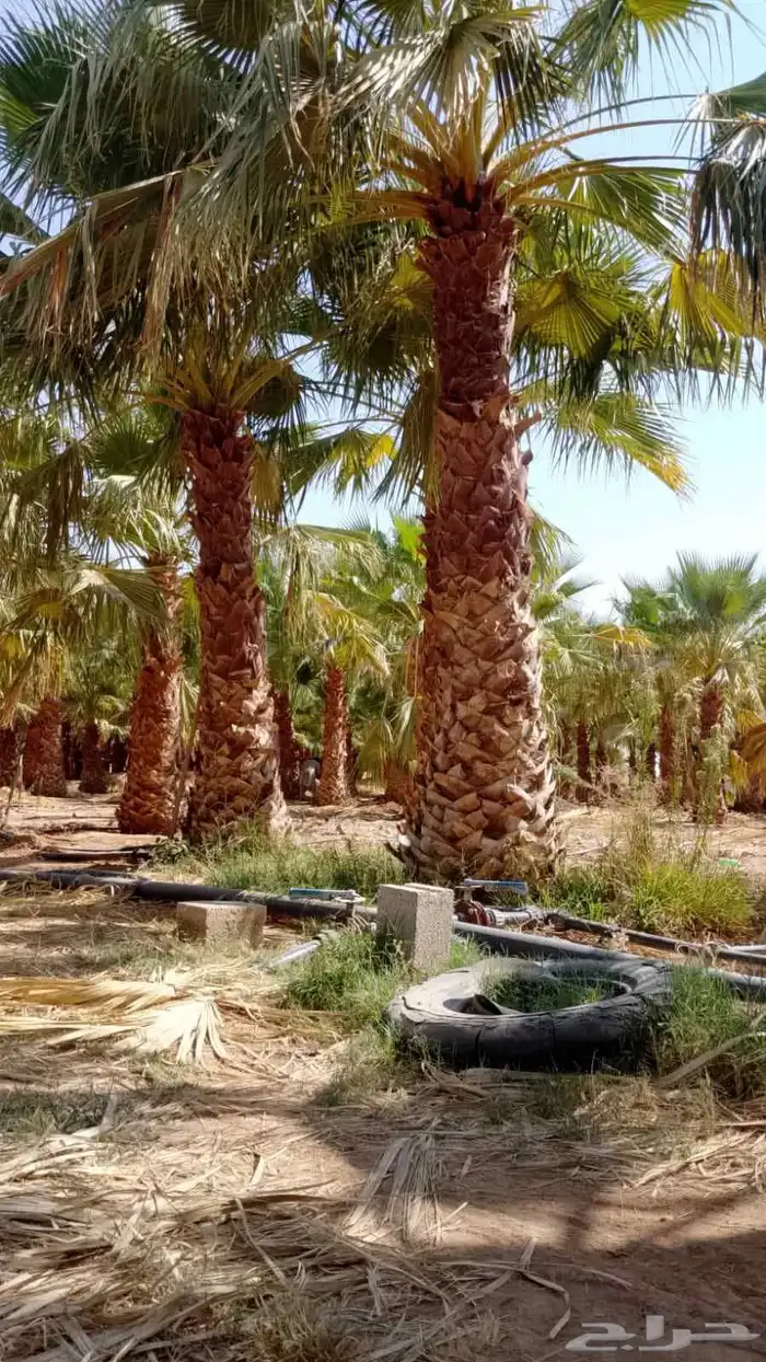نخل ملوكي وشنطني جوز هند وحمضيات وزيتون وطلح مقاسات مختلفه 2