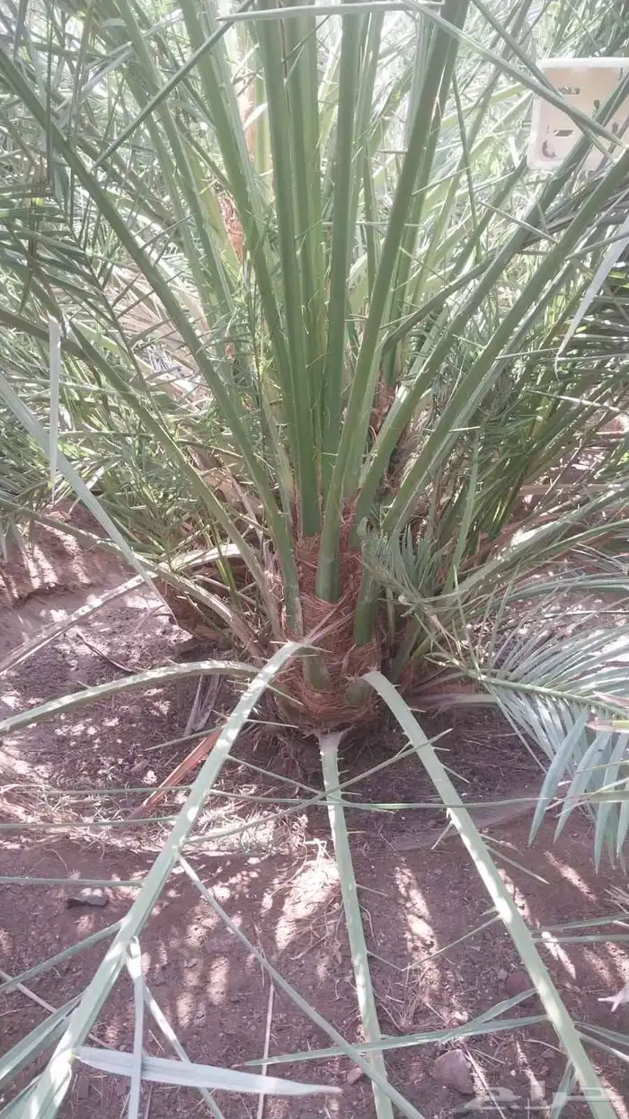 يتوفر لدينا نخل صقعي مجدول عجوه صفواي عنبر خلاص سكري 0