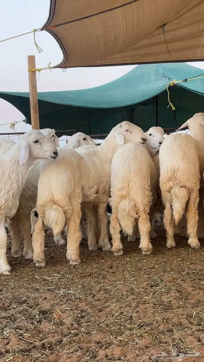 بهم حريات كفو 1