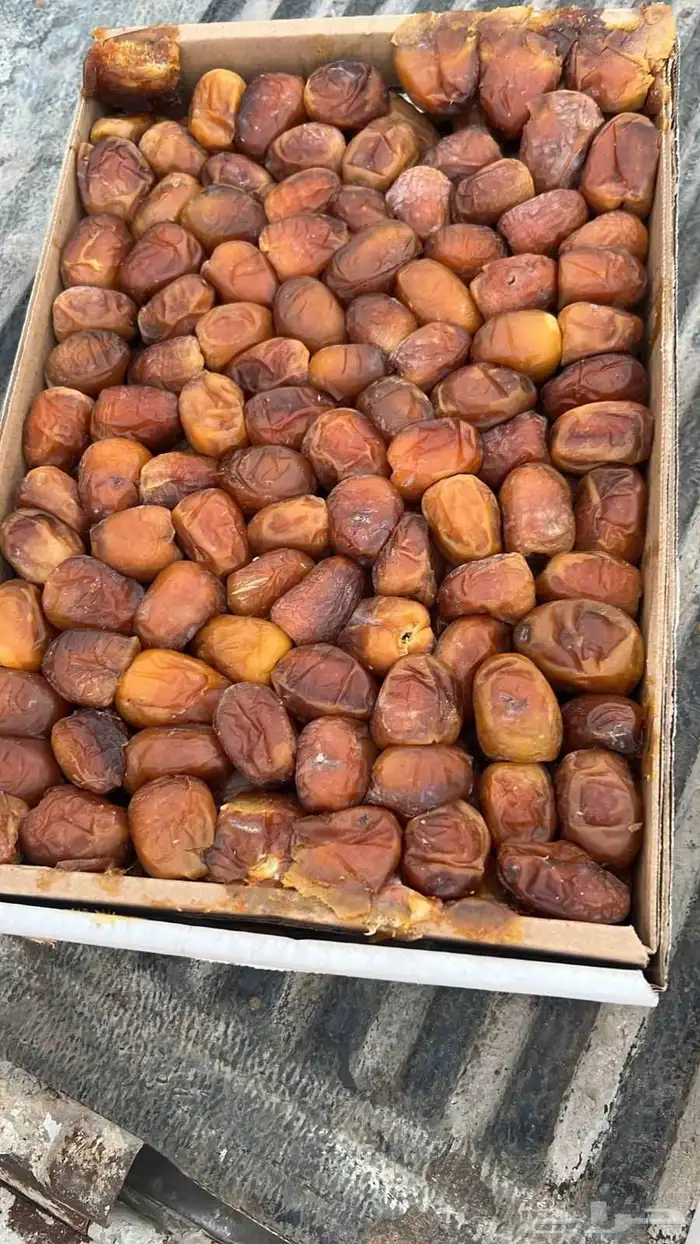 تمر سكري رطب 1