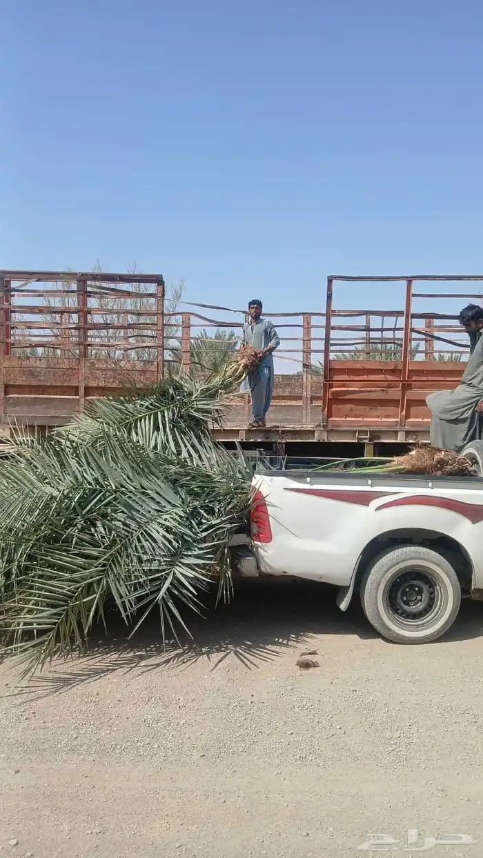 نخل عربي 8