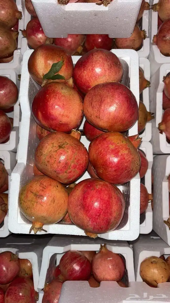 رمان من مزارع عيون الجواء 0