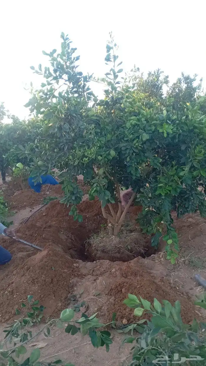 نخل ملوكي وشنطني جوز هند وحمضيات وزيتون وطلح مقاسات مختلفه 0