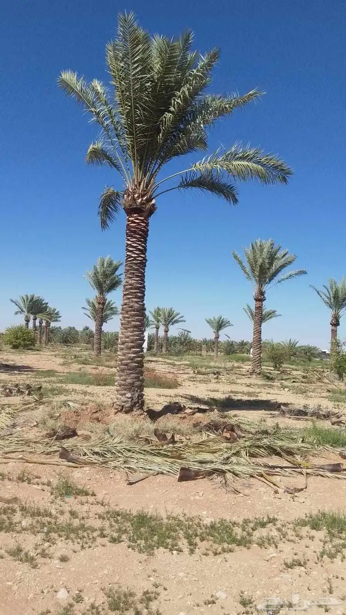 لدينا جميع انواع النخيل فسائل نقايل جثايث نخيل طيب 4