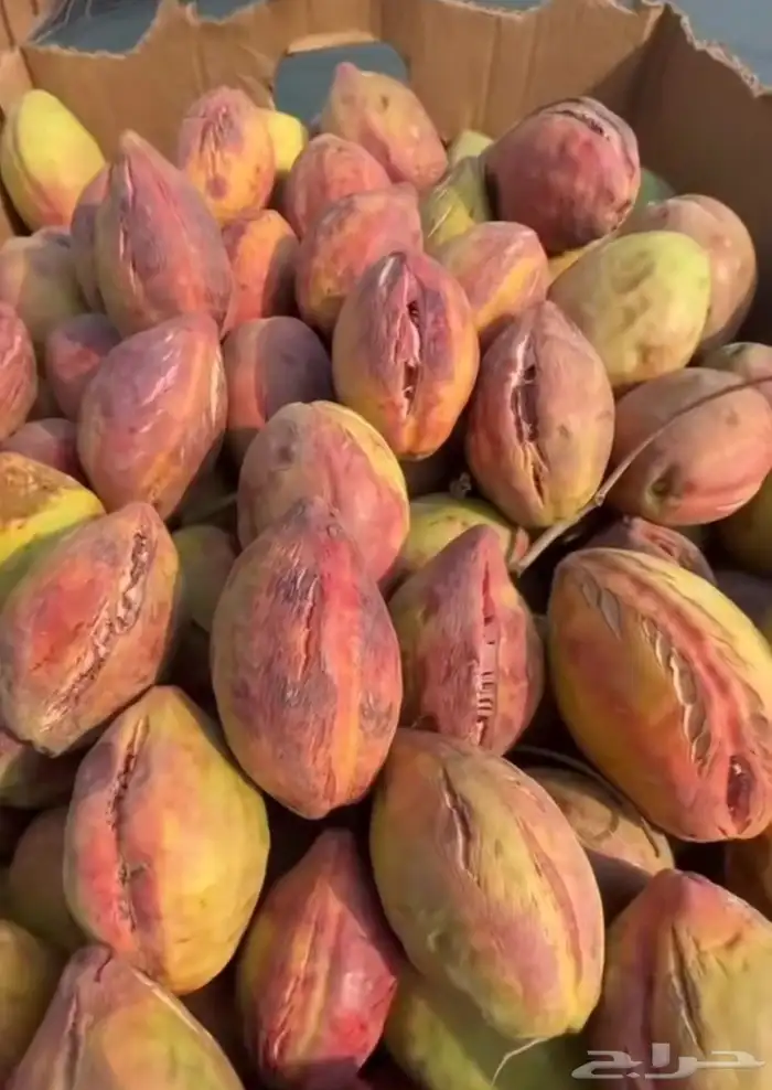 لوز بجلي بيذام 11