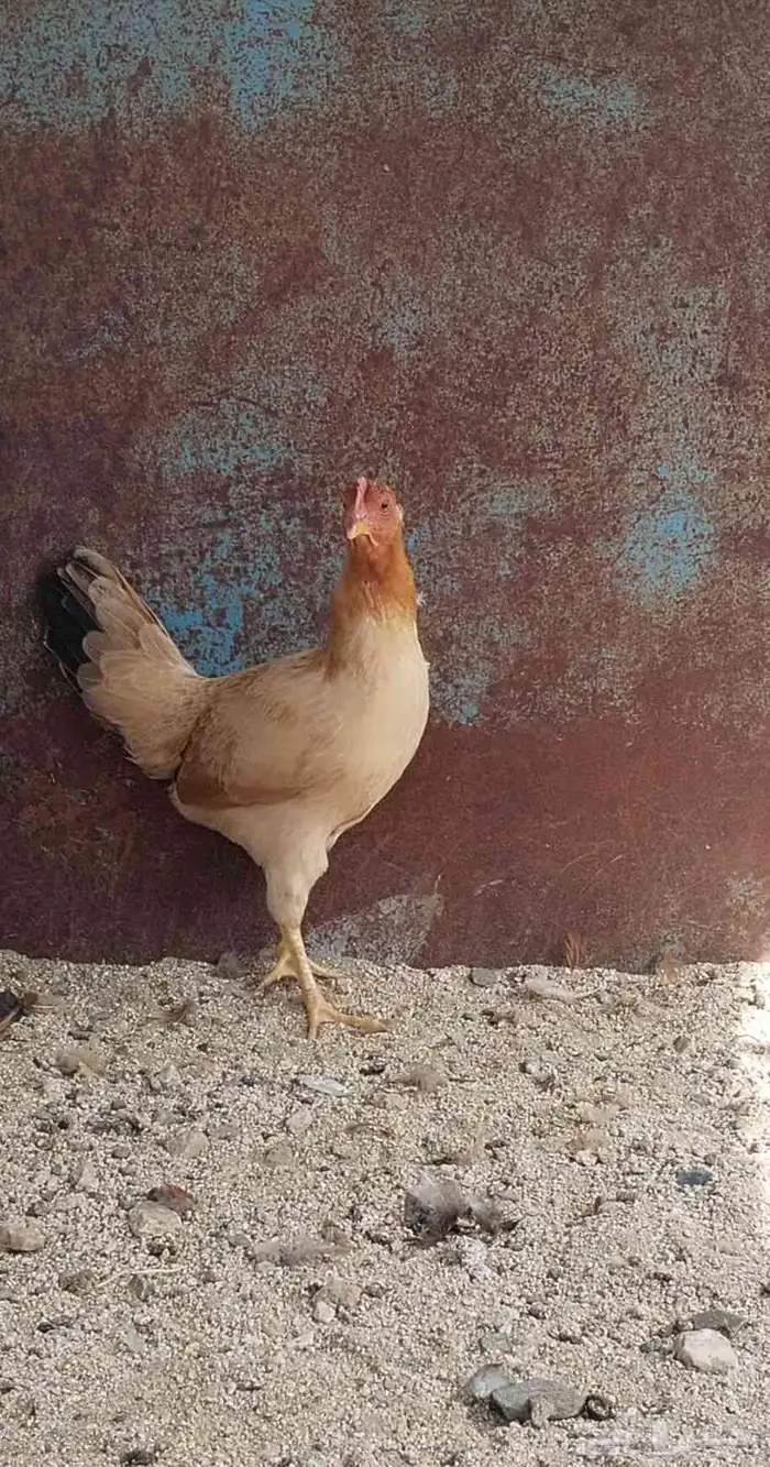 دجاج عربي 7