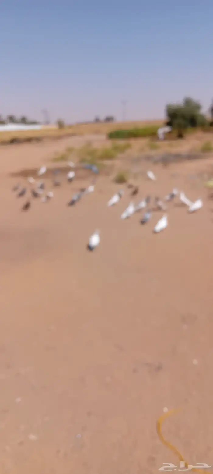 حمام بلدي مع زاجل مشكل 3