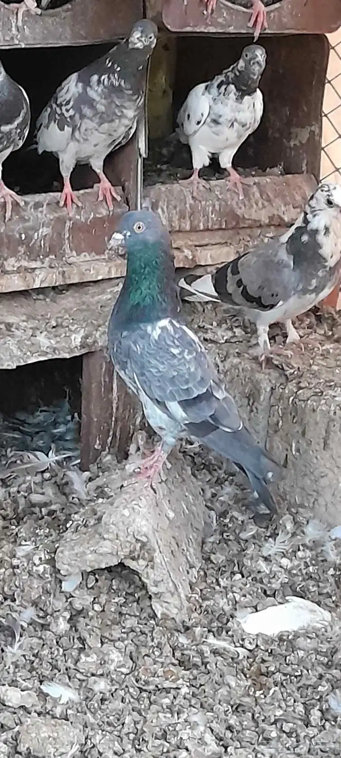 حمام للبيع جمله 5