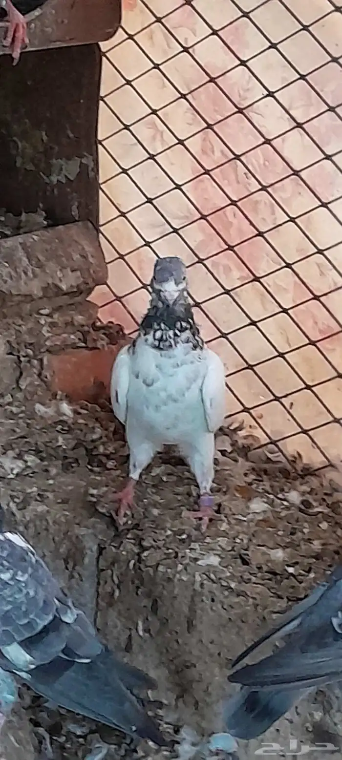 حمام للبيع جمله 4