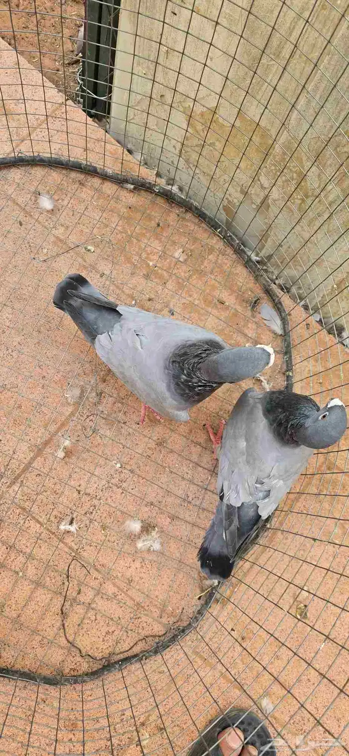 حمام هومر بارلوس جوز 3