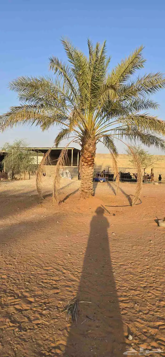 نخلتين خلاص منتج الطول من المترين و نص الى الثلاثه 1