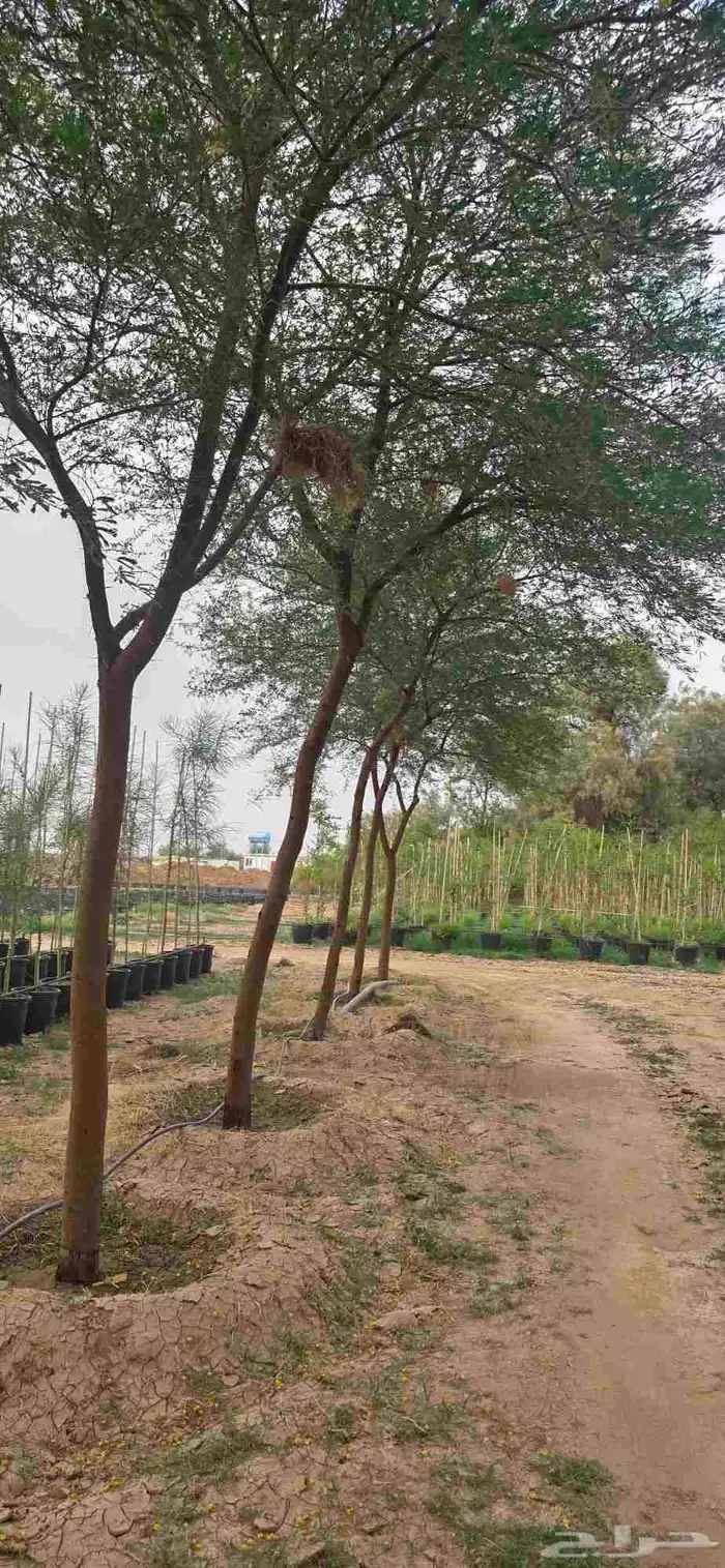 قرض_ وطلح _وسدر جميع الأحجام متوفرة  نجران 1