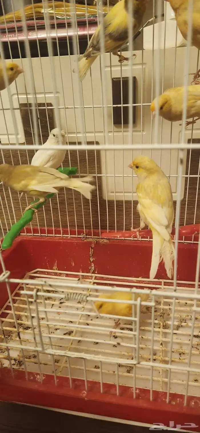 10 ذكور كناري مغرده 1