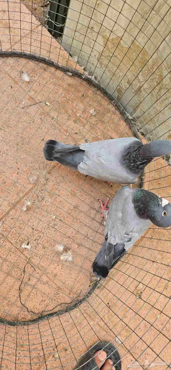حمام هومر بارلوس جوز 2