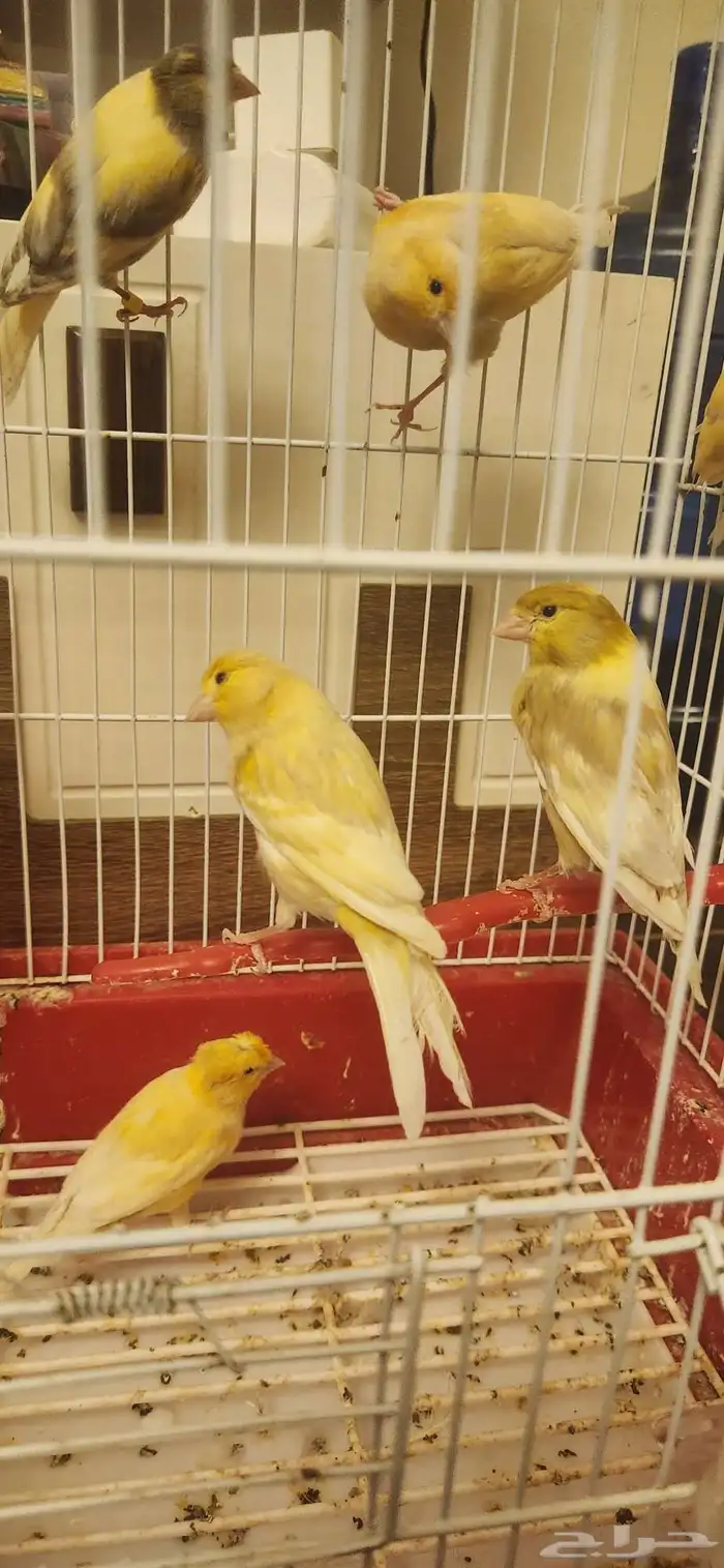 10 ذكور كناري مغرده 0
